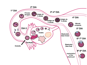 fecundacao placenta