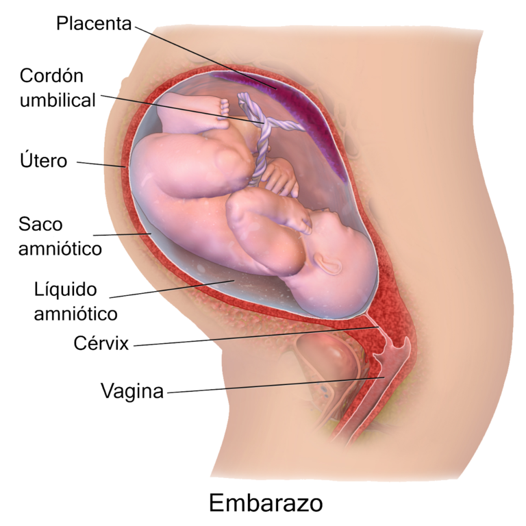 Placenta, do começo ao fim. | Casa da Doula