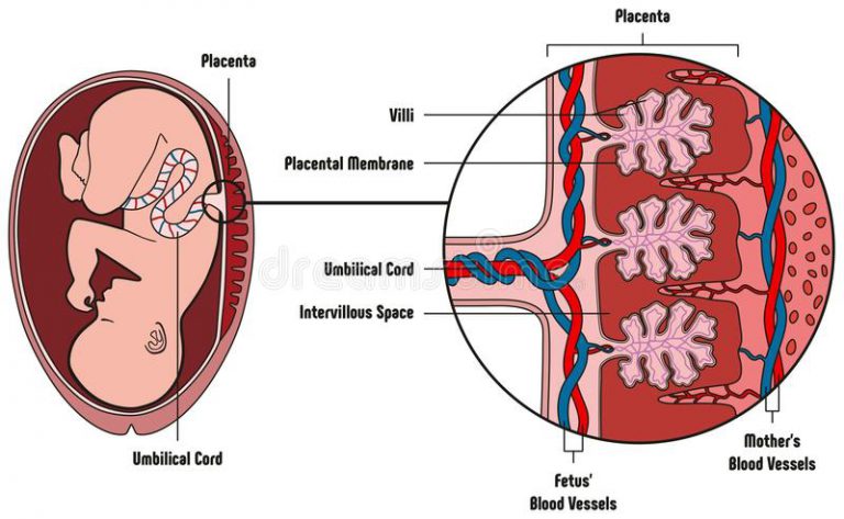 placenta-forma-casa-da-doula