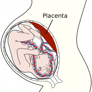 placenta-ilustracao