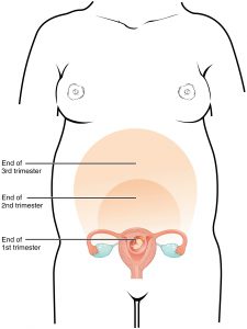 utero durante a gravidez