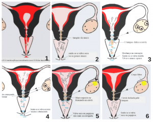 método de ovulação billings - MOB