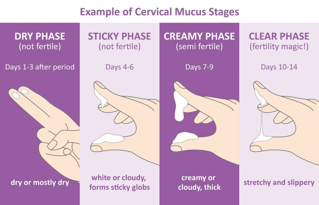 Muco Cervical Per odo F rtil Engravidar Casa Da Doula