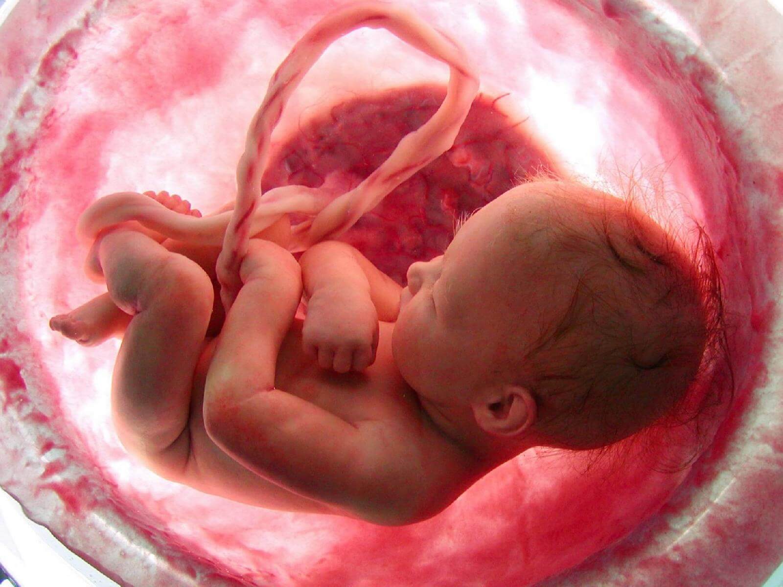 Bebê in utero