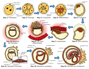 embriologia da placenta